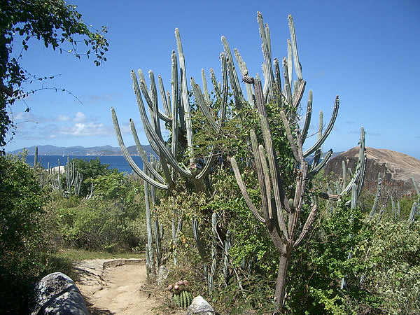 virgin-gorda-cactus-1.jpg