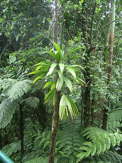 dominica-rain-forest-albero.jpg