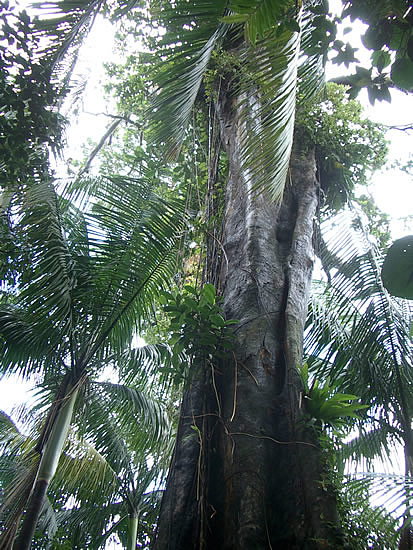 dominica-rain-forest-bel-tronco.jpg
