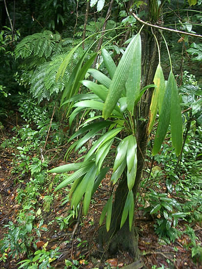 dominica-rain-forest-foglie.jpg