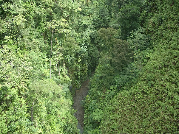 dominica-rain-forest-gola-1.jpg