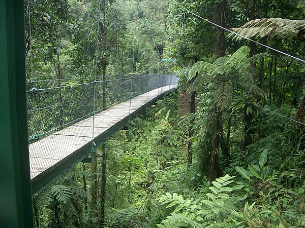 dominica-rain-forest-ponte-indiana-jones.jpg