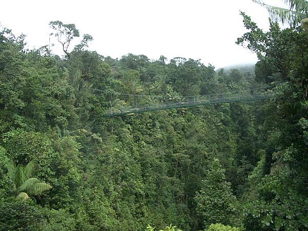 dominica-rain-forest-ponte-sospeso.jpg
