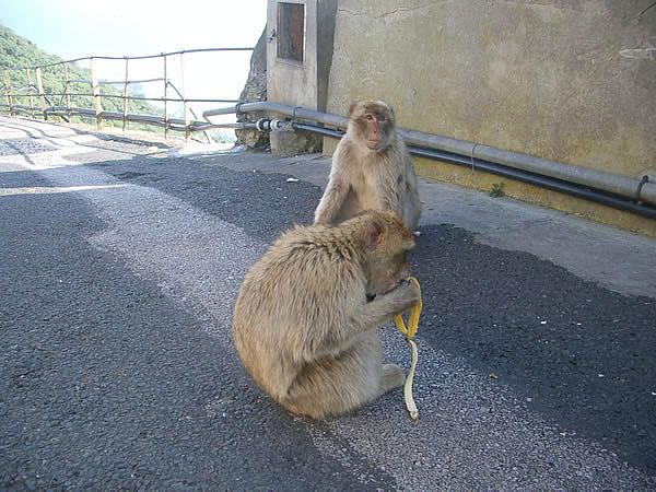 gibilterra-scimmia-si-slurpa-la-banana.jpg