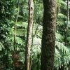 dominica-rain-forest-alberi-1.jpg