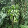 dominica-rain-forest-albero.jpg