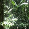 dominica-rain-forest-liana.jpg