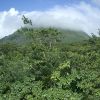 dominica-rain-forest-monkey-island-2.jpg