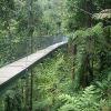 dominica-rain-forest-ponte-indiana-jones.jpg