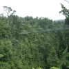dominica-rain-forest-ponte-sospeso.jpg