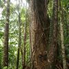 dominica-rain-forest-tronco-dalbero.jpg