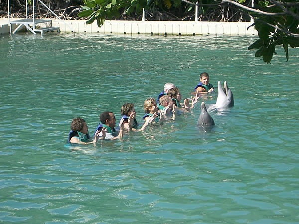 tortola-dolphin-discovery-ridono.jpg