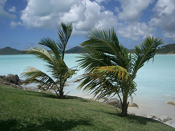 antigua-cocobay-resort-palme.jpg