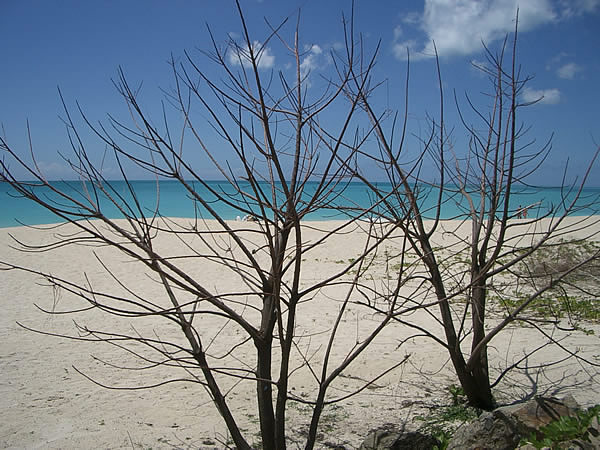 antigua-darkwood-beach-rami.jpg