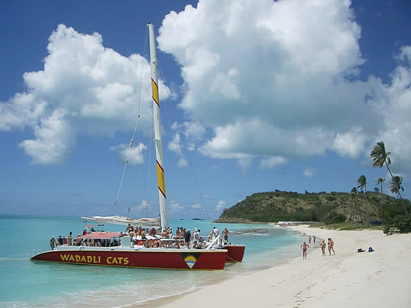 antigua-darkwood-beach-wadadli-cats.jpg