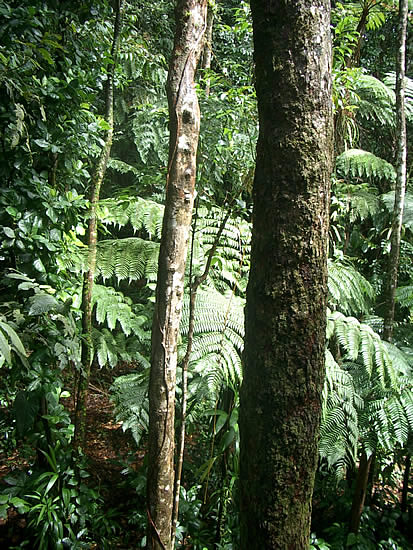 dominica-rain-forest-alberi-1.jpg