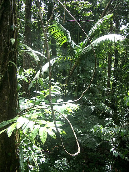 dominica-rain-forest-liana.jpg