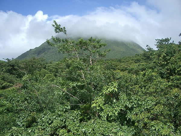 dominica-rain-forest-monkey-island-2.jpg