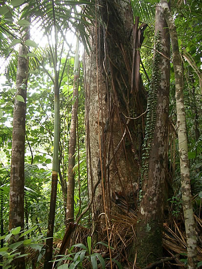 dominica-rain-forest-tronco-dalbero.jpg