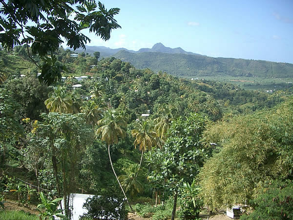 st-lucia-vegetazione.jpg