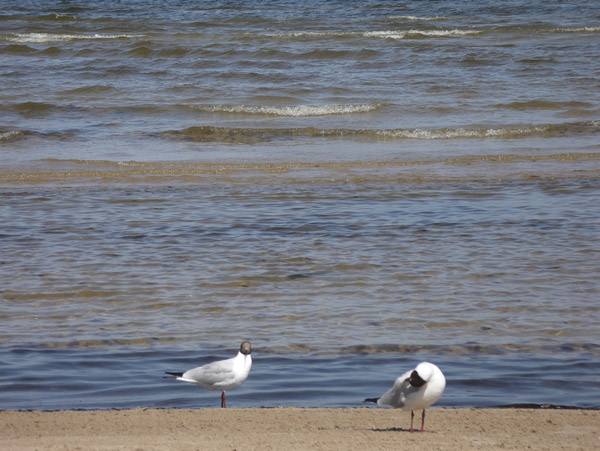 Jurmala-gabbiani-2