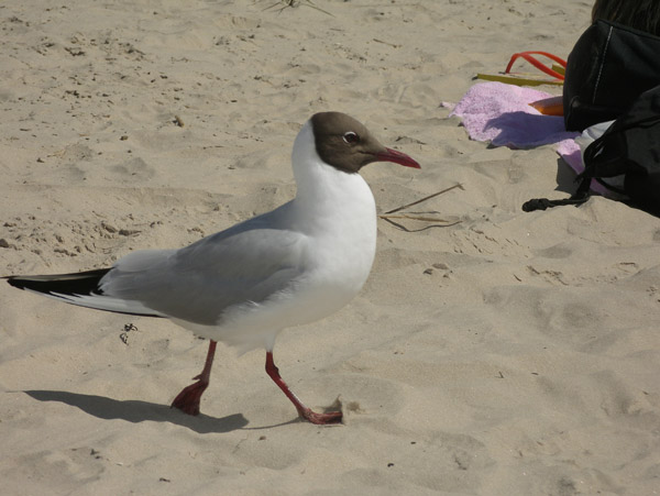 Jurmala-gabbiano-7