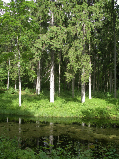Birinu-alberi