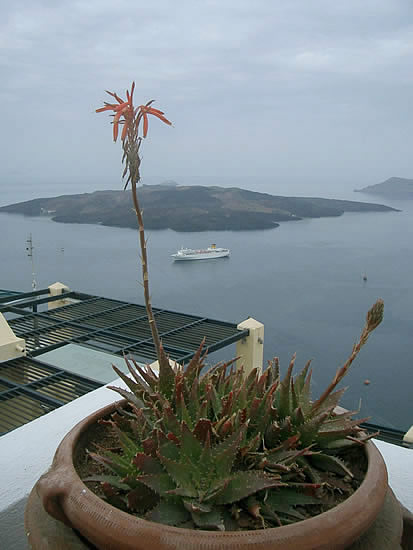 santorini-pianta-grassaecosta-marina.jpg
