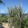 virgin-gorda-cactus-1.jpg