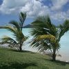 antigua-cocobay-resort-palme.jpg