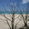 antigua-darkwood-beach-rami.jpg