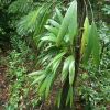 dominica-rain-forest-foglie.jpg