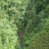 dominica-rain-forest-gola-1.jpg