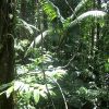 dominica-rain-forest-liana.jpg