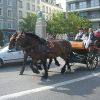 cherbourg-carrozza-cavalli.jpg